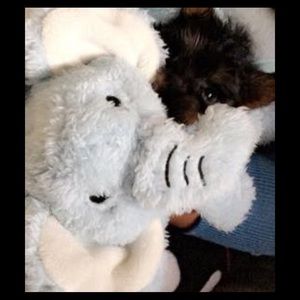 Meet your Posher, Samantha